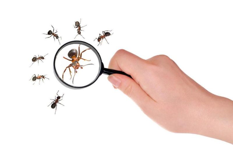 القضاء على النمل في 5 دقائق.. كيفية التخلص من النمل والذباب بخطوات بسيطة
