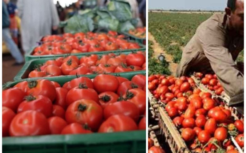 الكيلو سعره الآن مفاجأة.. بيان هام من شعبة الخضروات بشأن أسعار الطماطم في الأسواق