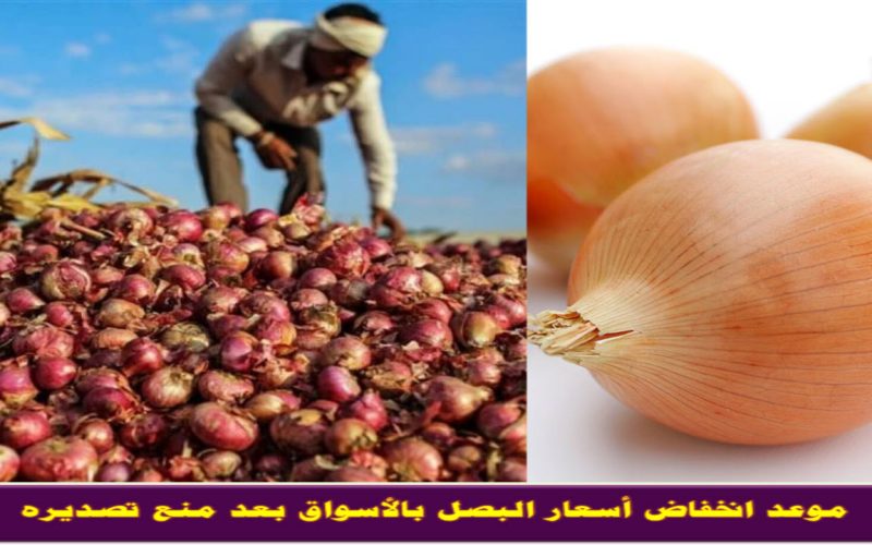 هيرخص ويغرق السوق .. الزراعة تكشف موعد انخفاض أسعار البصل بالأسواق بعد منع تصديره